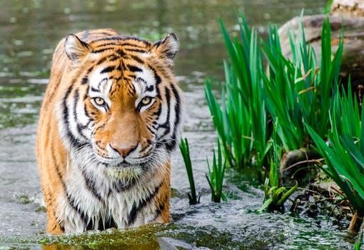 Singapore zoo tiger